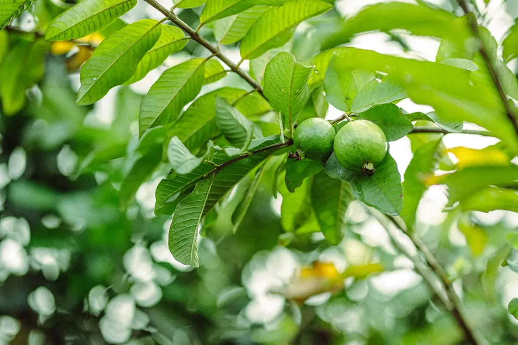 Guava leaves are packed with antibacterial and anti-inflammatory properties.
