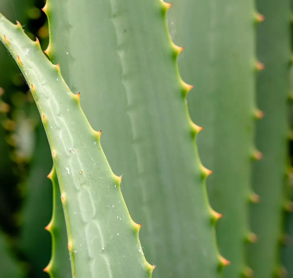 Aloe Vera is one of the strongest natural antibiotic for tooth infection.