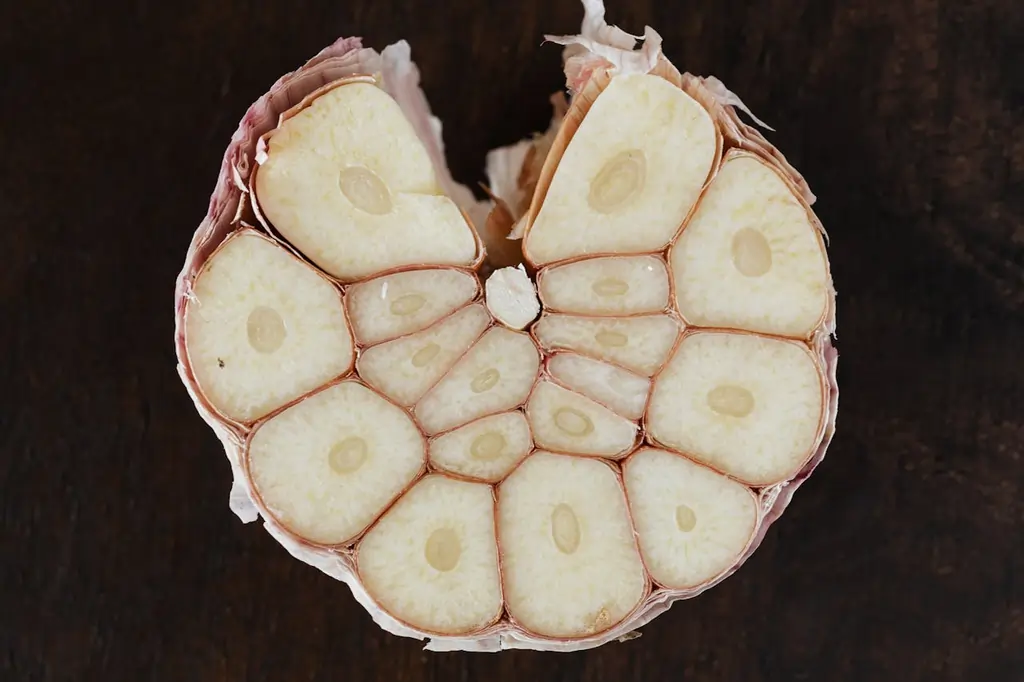 Garlic has long been celebrated for its potent antibacterial properties